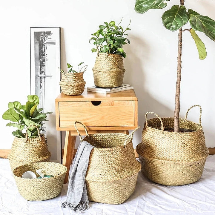 Panier Osier Plante